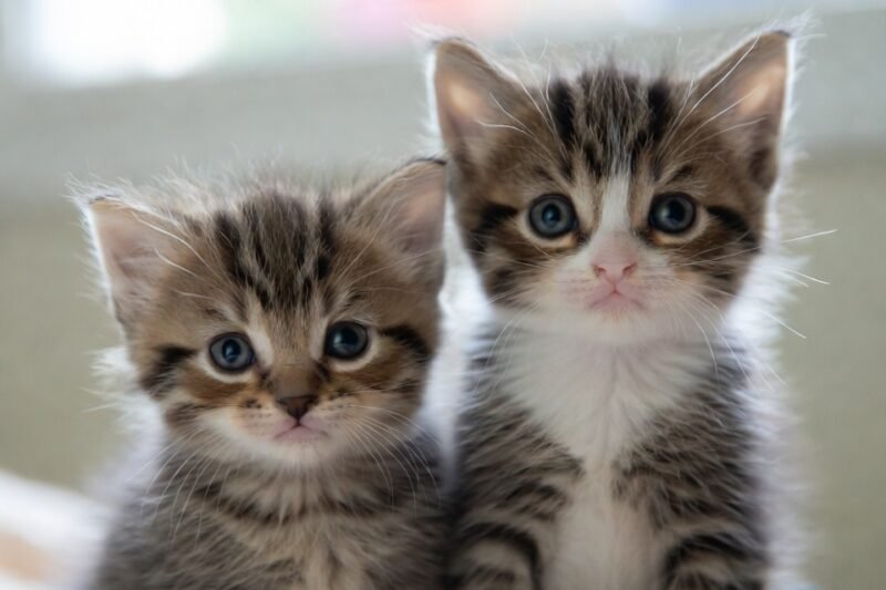 The first words cats understand best in their early months of life