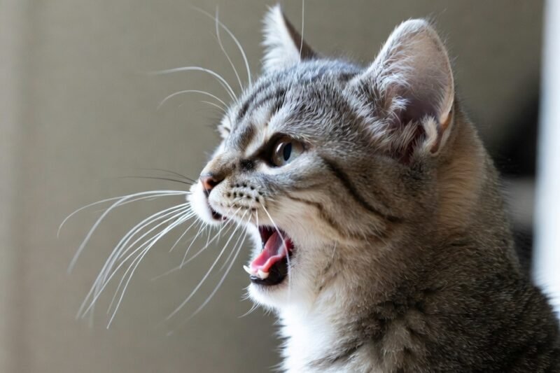 Why cats pull that funny face after smelling things