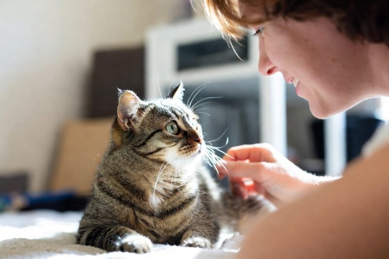 The Unmistakable Signs Your Cat Has Chosen You as Its Mom