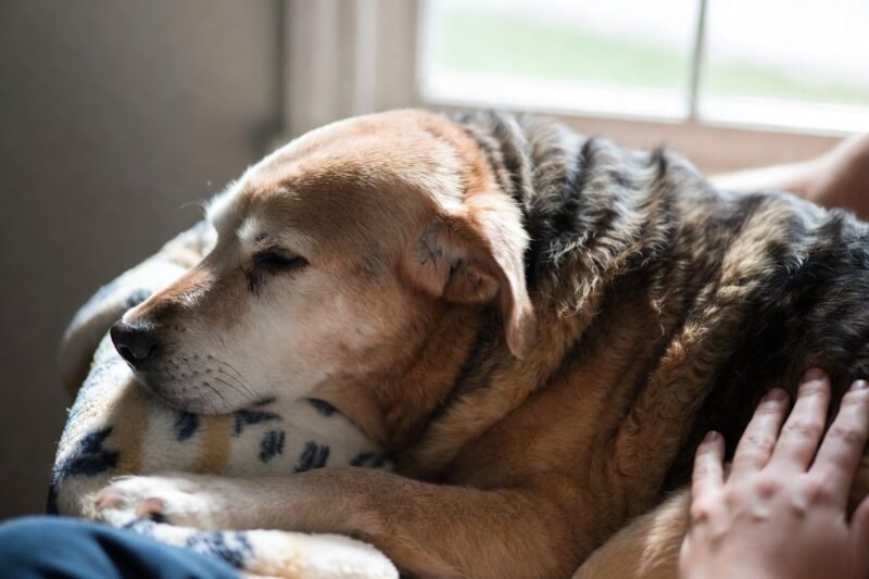 When a dog knows it is going to pass away, it leaves these signs for its owners