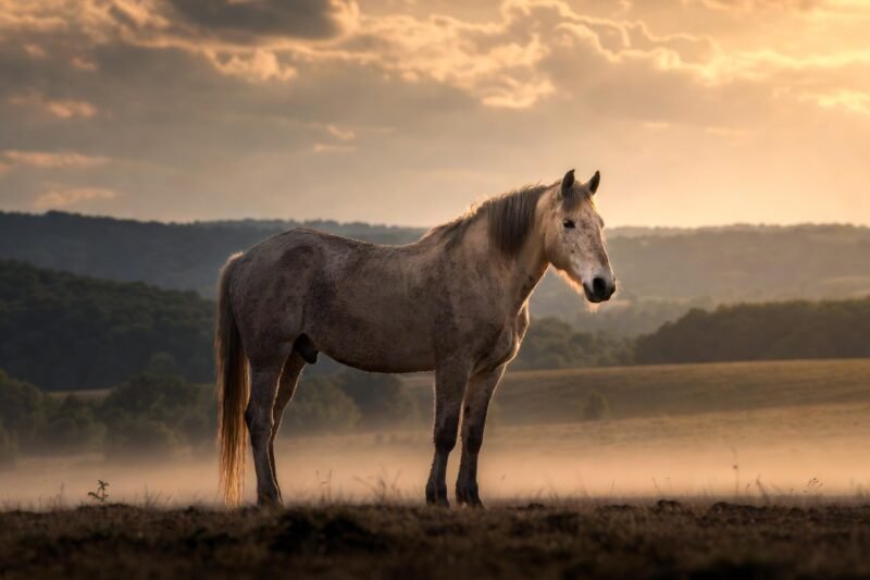 Lost to Time, Found in Genetics: America’s Colonial Horse Story