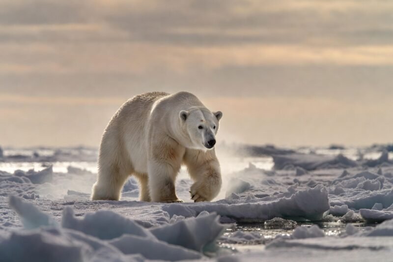 Survival in Motion: How Arctic Polar Bears Are Evolving in Real Time  