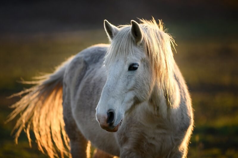 What Horses Are Really Saying: 9 Expressions You Should Never Ignore
