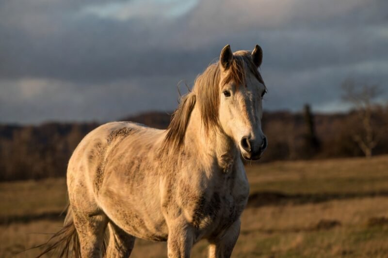 Beyond Beauty: 12 Incredible Traits That Make Horses So Special