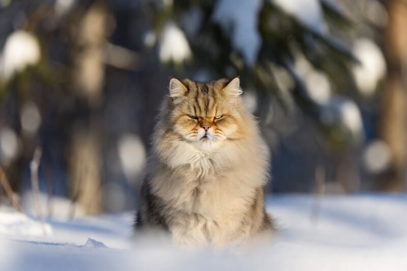 From Snow Survivors to Family Favorites: 10 Facts About Siberian Cats 