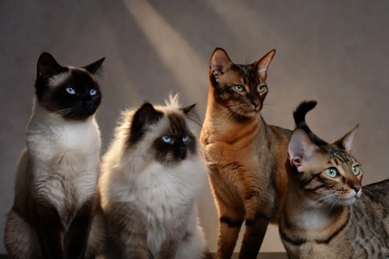 Meet the World’s Most Unusual Cats: 10 Rare Breeds 