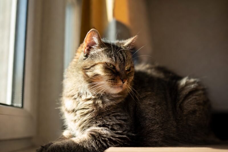 Life With a Cat: Things Only Cat Owners Truly Know