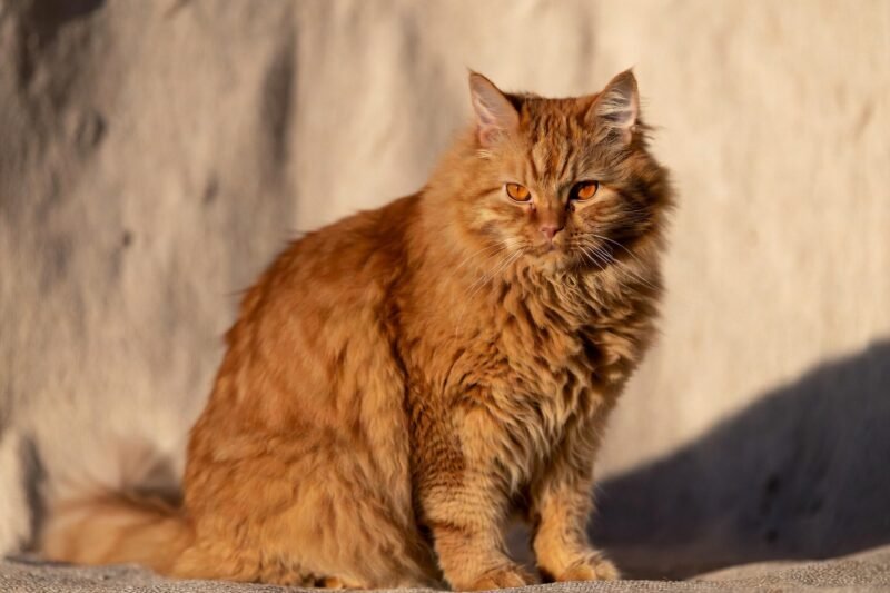 Fiery Furballs: 10 Orange Cat Breeds That Shine Bright