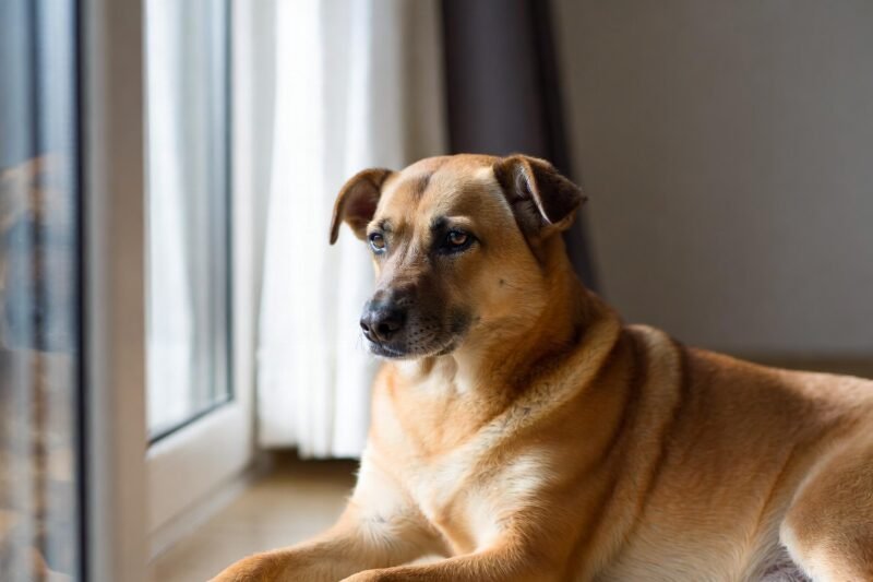 Is Your Pet Stressed? These Warning Signs and What You Can Do