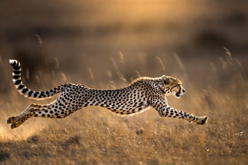 From Spine to Stride: 9 Reasons Cheetahs Dominate in Speed