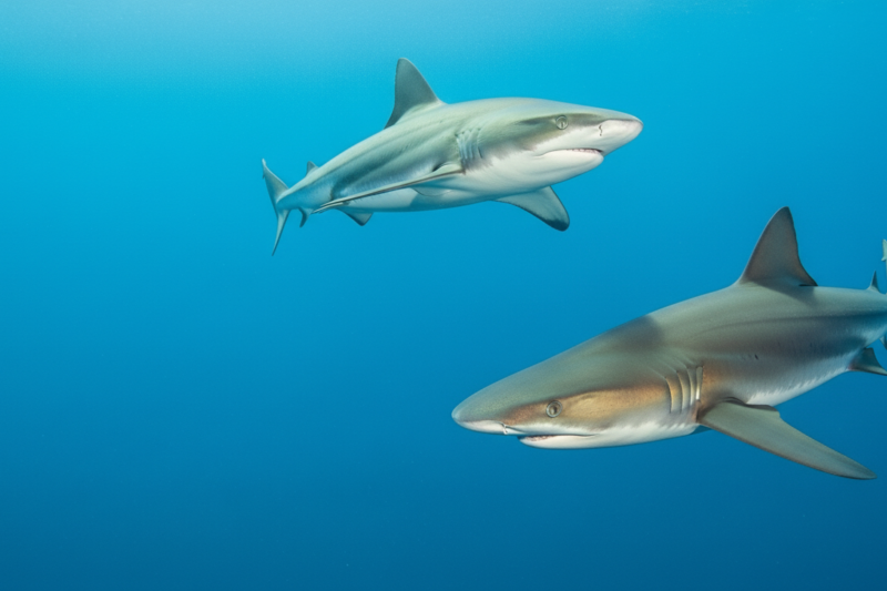 Sharks Have To Swim Continuously To Stay Alive, Here’s Why